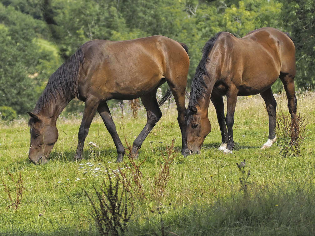 Horses Grazing Welsh Newton Common