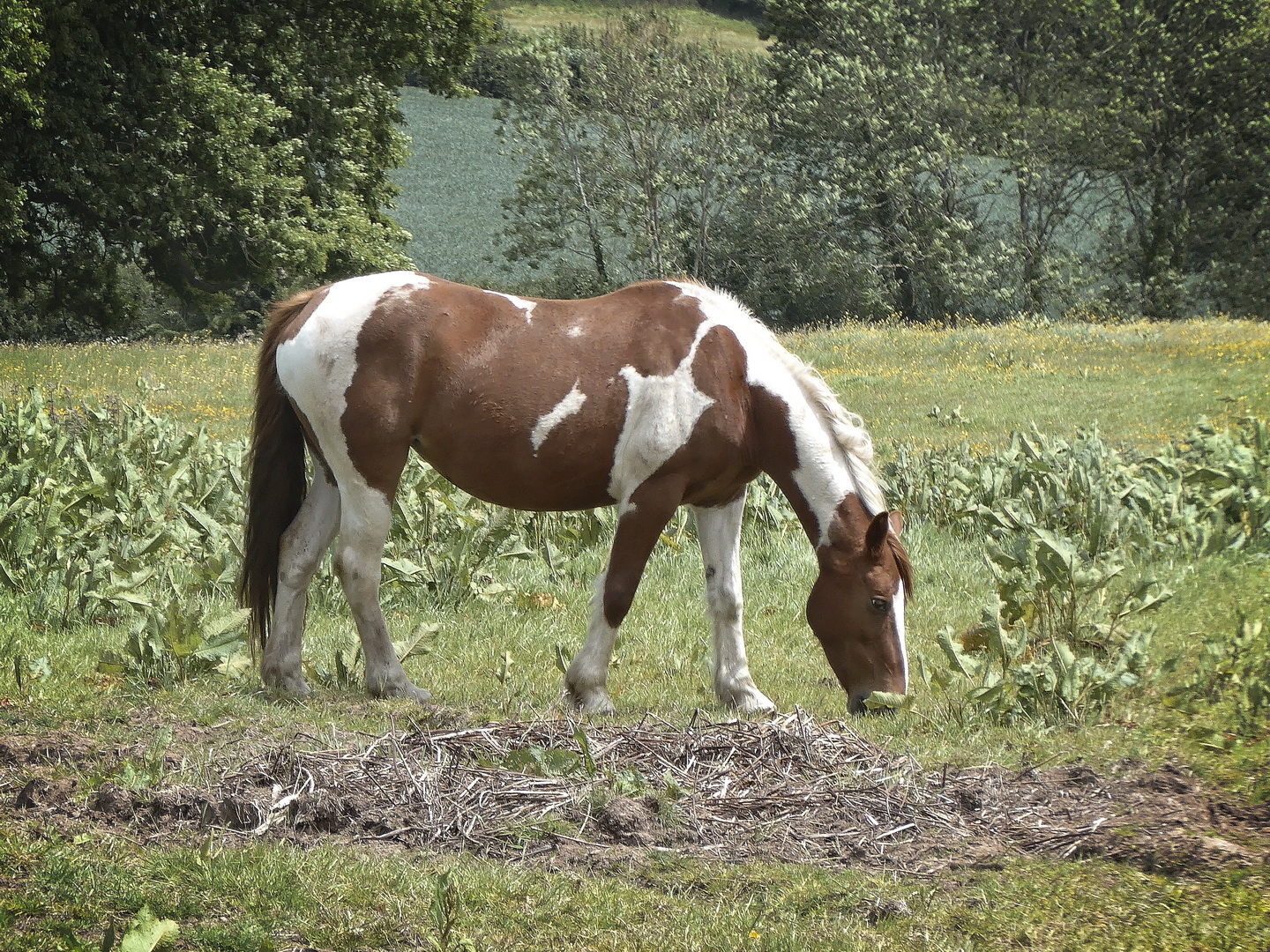 Grazing pony on Welsh Newton Common given the Kodak Portra VC treatment